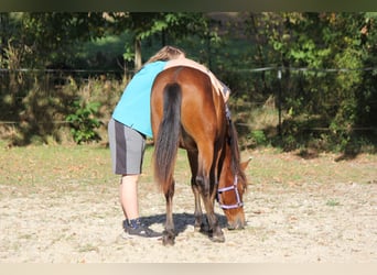 Andalusian, Mare, 2 years, 15.2 hh, Brown