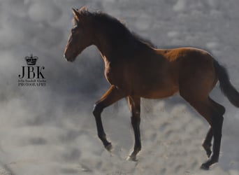 Andalusian, Mare, 2 years, 15,2 hh, Can be white