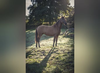Andalusian, Mare, 2 years, 15.2 hh, Dun