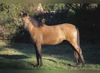 Andalusian, Mare, 2 years, 15.2 hh, Dun