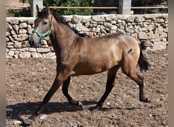 Andalusian, Mare, 2 years, 15.2 hh, Dun