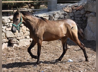 Andalusian, Mare, 2 years, 15.2 hh, Dun