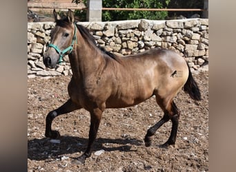 Andalusian, Mare, 2 years, 15.2 hh, Dun
