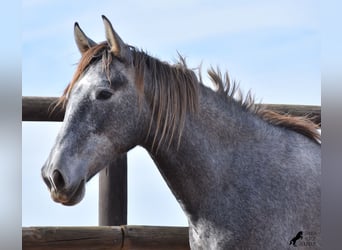 Andalusian, Mare, 2 years, 15.2 hh, Gray