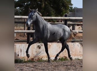 Andalusian, Mare, 2 years, 15.2 hh, Gray