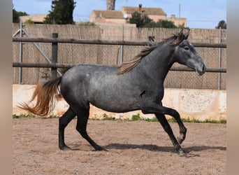 Andalusian, Mare, 2 years, 15.2 hh, Gray