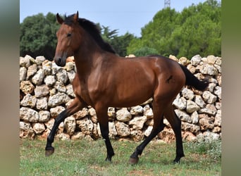Andalusian, Mare, 2 years, 15.3 hh, Brown