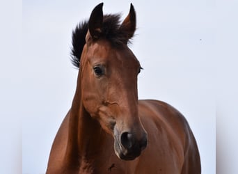 Andalusian, Mare, 2 years, 15.3 hh, Brown