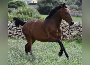 Andalusian, Mare, 2 years, 15.3 hh, Brown
