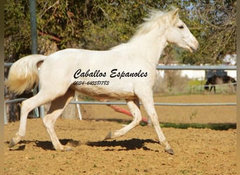 Andalusian, Mare, 2 years, 15 hh, Cremello