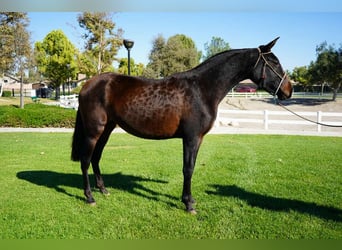 Andalusian, Mare, 2 years, 15 hh
