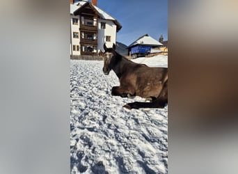 Andalusian, Mare, 2 years, 15,1 hh, Brown