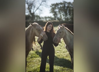 Andalusian, Mare, 2 years, 15,3 hh, Pearl