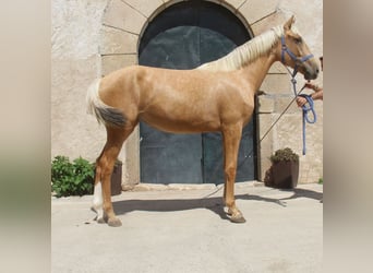 Andalusian, Mare, 2 years, 16.1 hh, Palomino