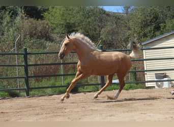 Andalusian, Mare, 2 years, 16.1 hh, Palomino