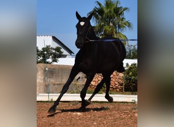 Andalusian, Mare, 2 years, 16 hh, Black