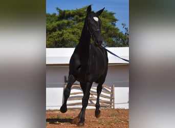 Andalusian, Mare, 2 years, 16 hh, Black