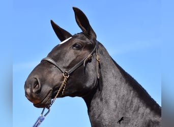 Andalusian, Mare, 2 years, 16 hh, Black