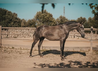 Andalusian, Mare, 2 years, 16 hh, Gray