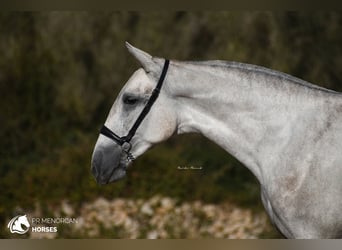 Andalusian, Mare, 2 years, 16 hh, Gray