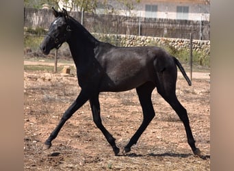 Andalusier, Stute, 2 Jahre, Schimmel