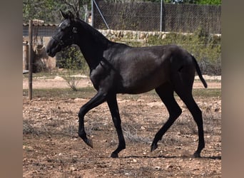 Andalusier, Stute, 2 Jahre, Schimmel