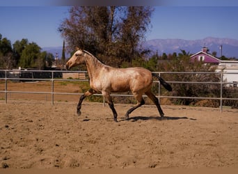 Andalusian, Mare, 2 years, Grey