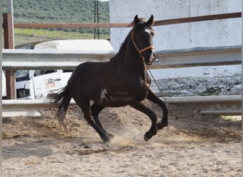 Andalusian, Mare, 3 years, 14.1 hh, Black