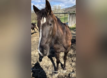 Andalusian, Mare, 3 years, 14.2 hh, Black