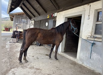 Andalusian, Mare, 3 years, 14.2 hh, Black
