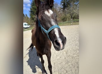 Andalusian, Mare, 3 years, 14.2 hh, Black