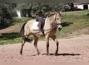 Andalusian, Mare, 3 years, 14.2 hh, Buckskin