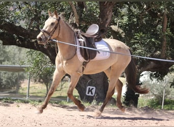 Andalusian, Mare, 3 years, 14.2 hh, Buckskin