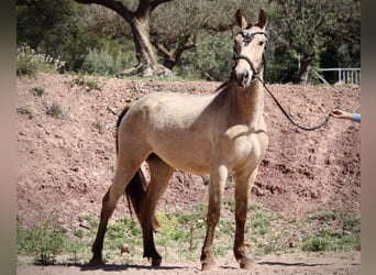 Andalusian, Mare, 3 years, 14.2 hh, Buckskin
