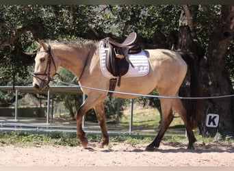 Andalusian, Mare, 3 years, 14.2 hh, Buckskin