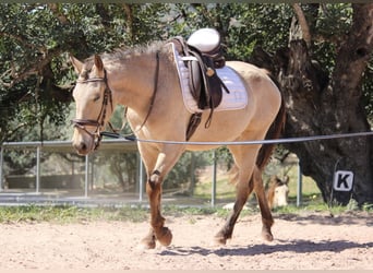 Andalusian, Mare, 3 years, 14.2 hh, Buckskin