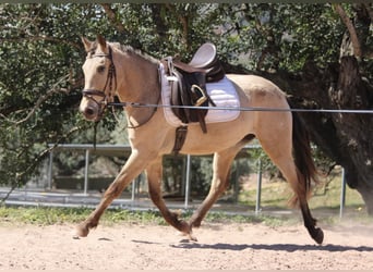 Andalusian, Mare, 3 years, 14.2 hh, Buckskin