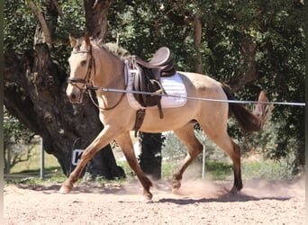 Andalusian, Mare, 3 years, 14.2 hh, Buckskin