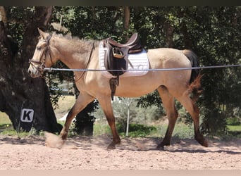 Andalusian, Mare, 3 years, 14.2 hh, Buckskin
