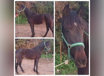 Andalusian, Mare, 3 years, 15,1 hh, Black