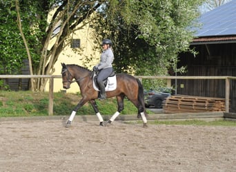 Andalusian, Mare, 3 years, 15.1 hh, Brown