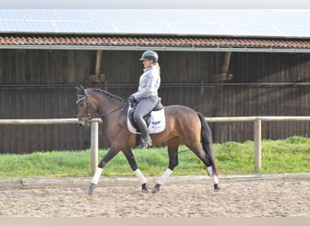 Andalusian, Mare, 3 years, 15.1 hh, Brown