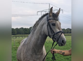 Andalusian, Mare, 3 years, 15.1 hh, Brown Falb mold