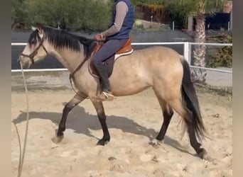 Andalusian Mix, Mare, 3 years, 15.1 hh, Buckskin