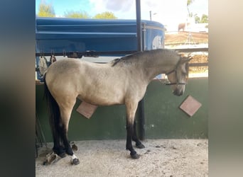 Andalusian Mix, Mare, 3 years, 15.1 hh, Buckskin
