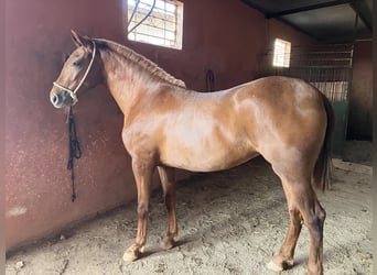 Andalusian, Mare, 3 years, 15.1 hh, Chestnut-Red