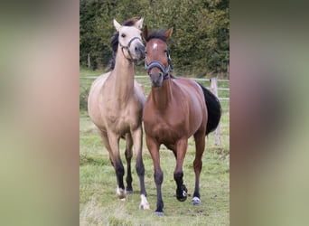 Andalusian, Mare, 3 years, 15.1 hh, Dun