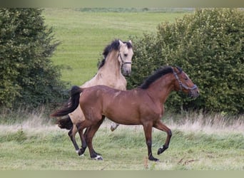 Andalusian, Mare, 3 years, 15.1 hh, Dun