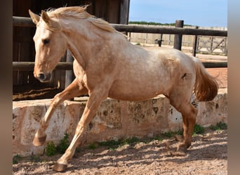 Andalusian, Mare, 3 years, 15.1 hh, Palomino