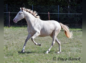 Andalusian, Mare, 3 years, 15.1 hh, Pearl